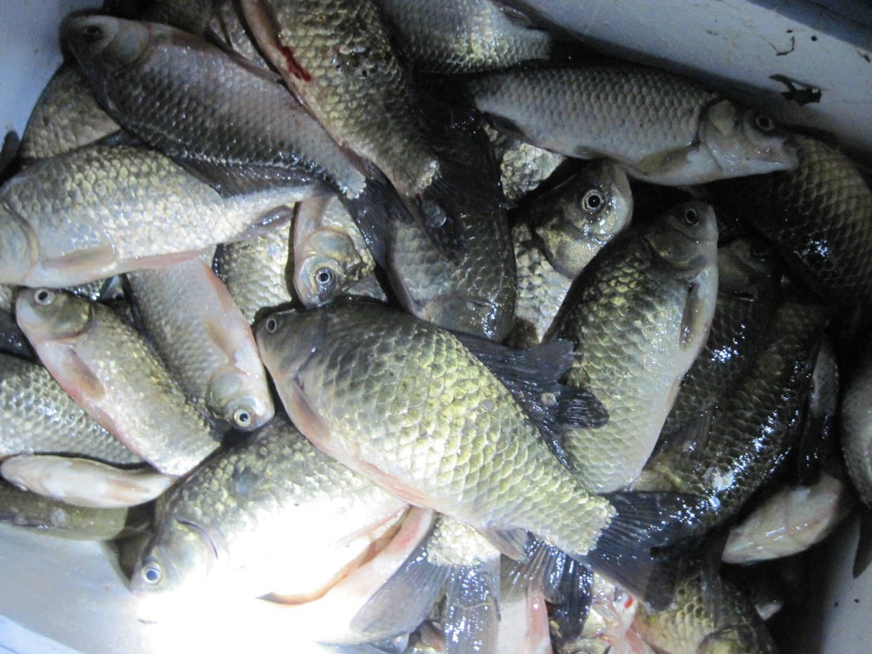 李秀麗蔬菜批發配送