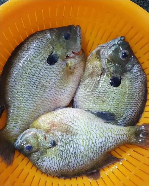 東海街道蔬菜配送電話